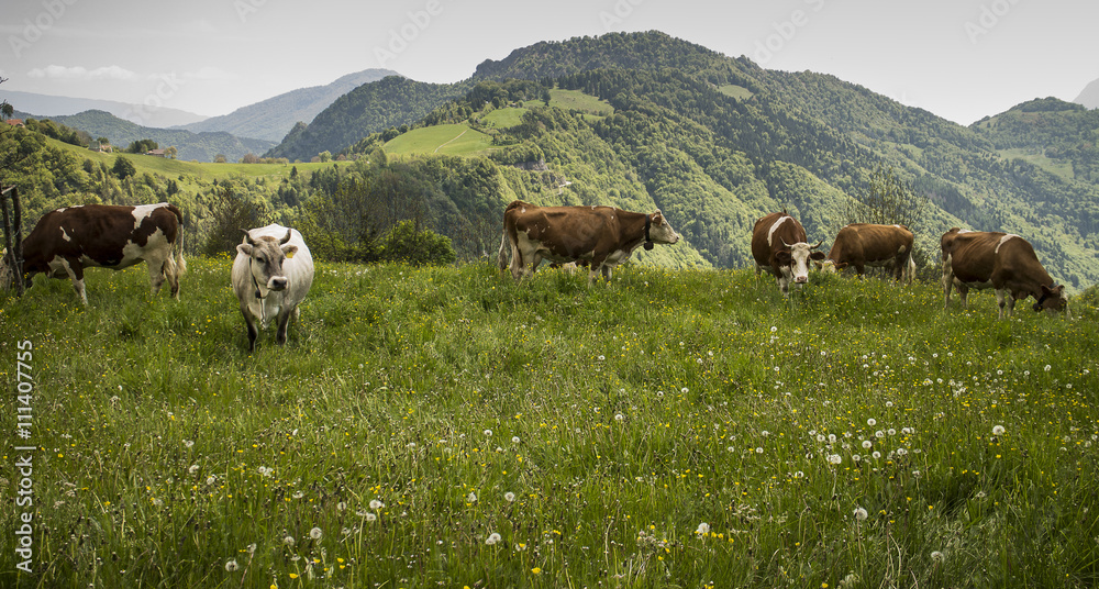 Fototapeta premium grazing cows in the italian Alps