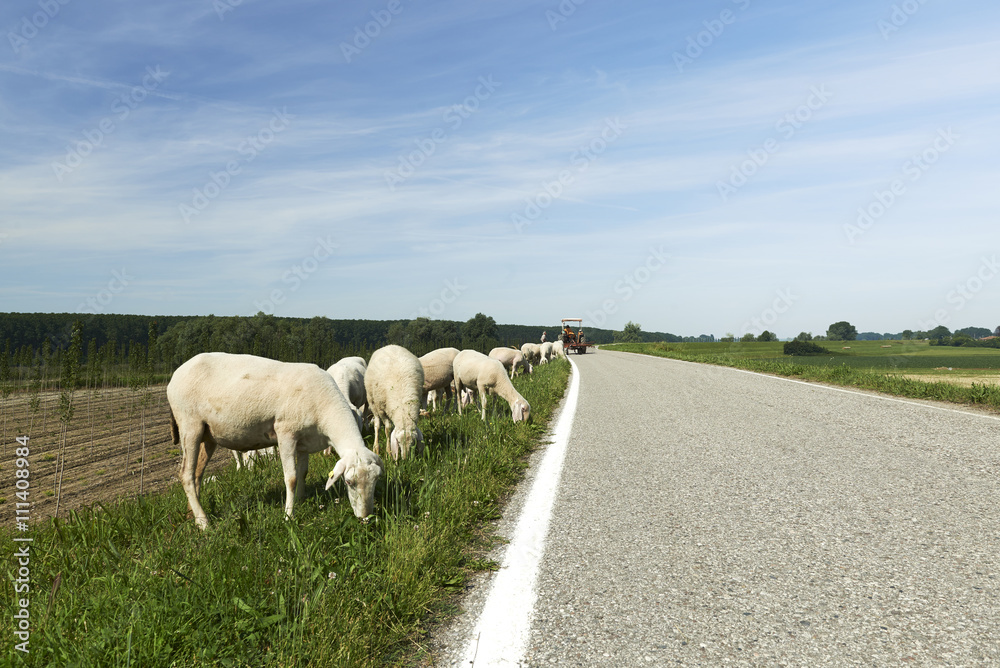 Fototapeta premium pecore