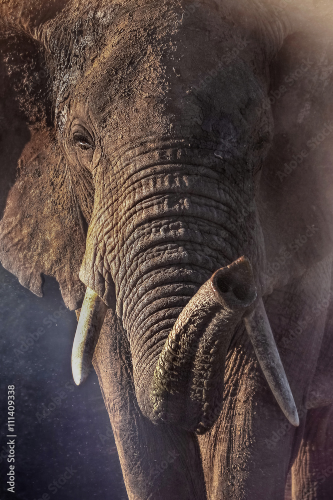 Obraz premium Portrait of an African elephant
