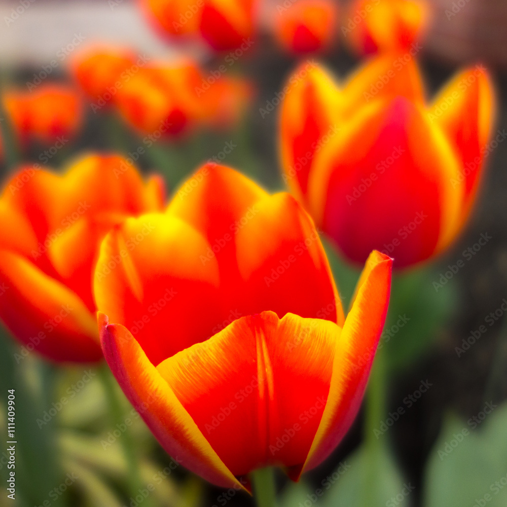 orange tulip flowers in spring garden orange tulip flowers in spring garden