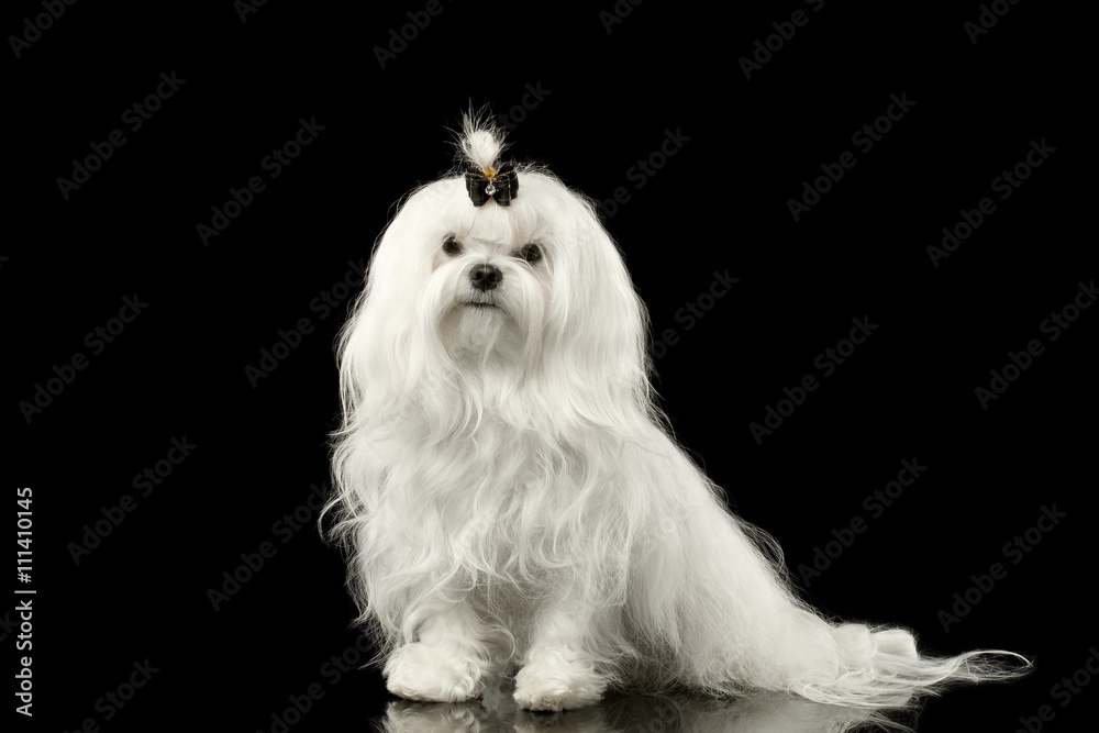 Portrait of Serious White Maltese Dog Sitting with tie Looking in Camera isolated on Black background Portrait of Serious White Maltese Dog Sitting with tie Looking in Camera isolated on Black background