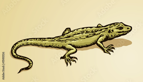 Lizard. Vector drawing