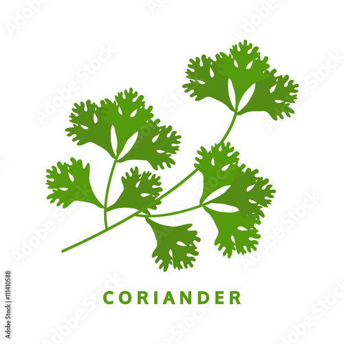 coriander herb, chinese parsley, food vector illustration, isola