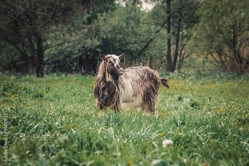 domestic goats outdoor