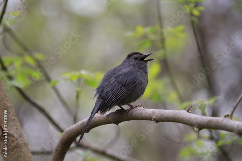 Gray Catbird perched on branch in early morning