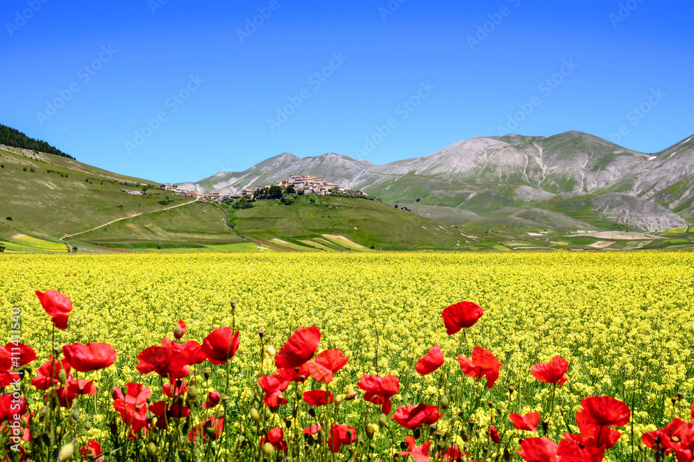 A flowery field with a village in the background