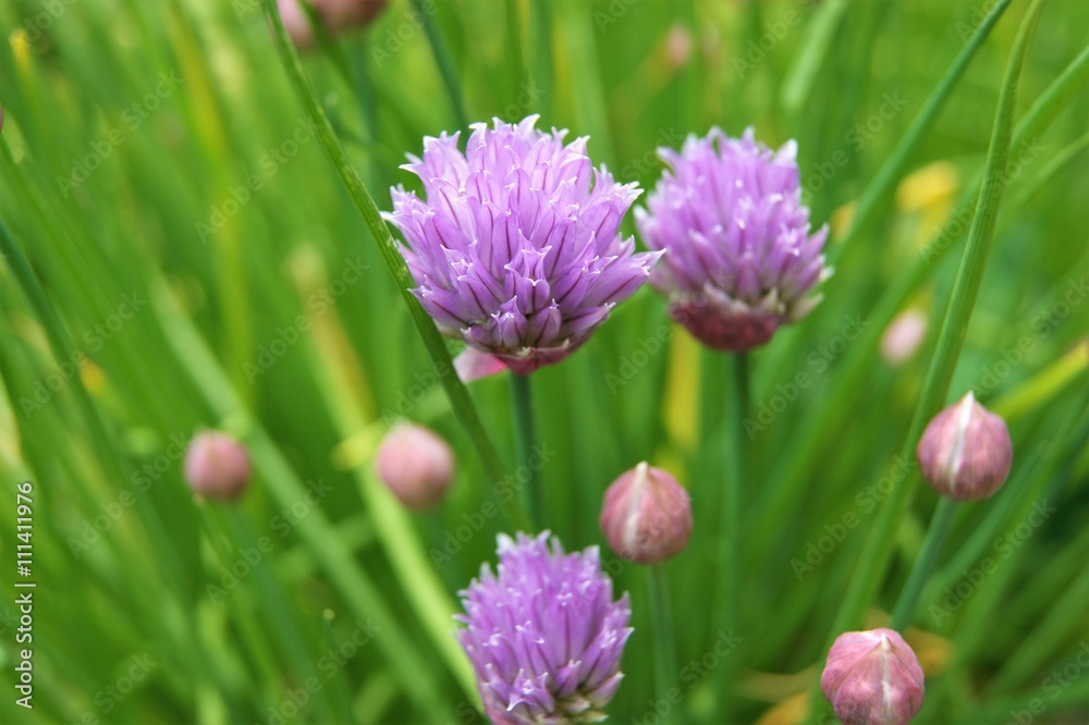 Colourful Chive Flowers. Colourful Chive Flowers.