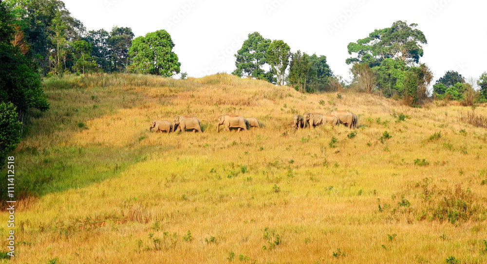 Herd of elephants in khaoyai national park,Thailand. Herd of elephants in khaoyai national park,Thailand.