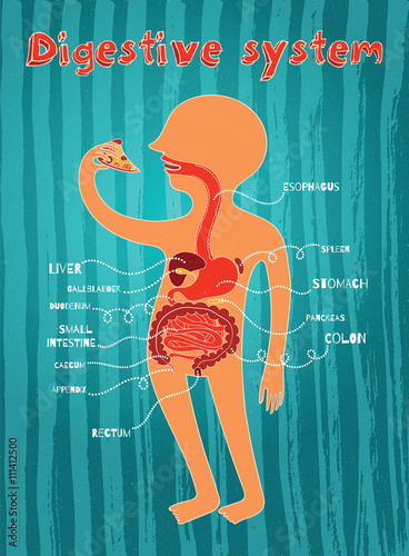 vector illustration of human digestive system for kids
