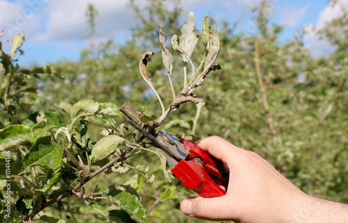 mechanical removal of apple leaves  infected and damaged by fungus disease powdery mildew