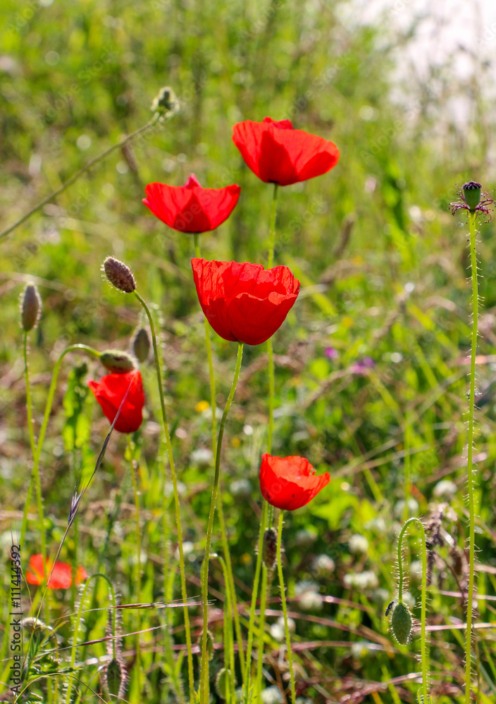 Obraz premium red poppies flowers