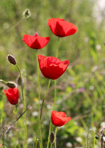  red poppies flowers