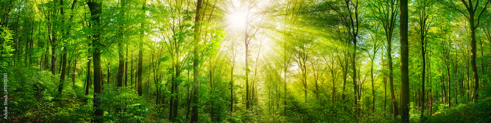 Naklejka premium Lasowa panorama z zielonymi bukami i pięknymi promieniami słońca