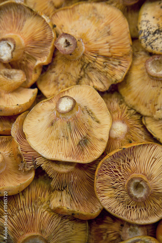 Group of mushrooms called rovellons