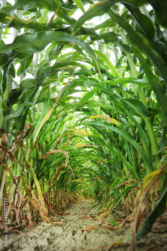 In the center of maize field.