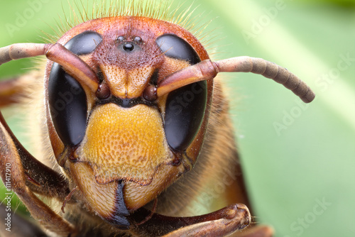 Macro shot of hornet or yellow jacket. photo