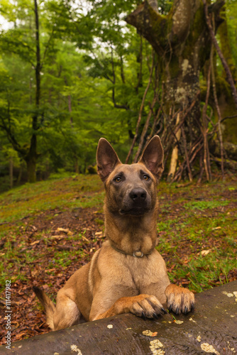 Malinois dog standing on a fallen tree trunk © irantzuarb