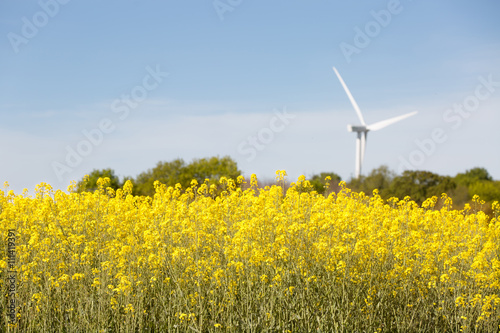 wind turbine in colza field © eric