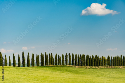 A row of cypress with a field of green wheat in foreground