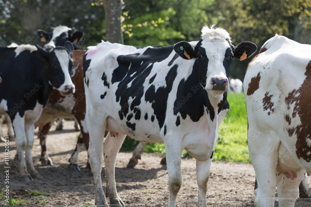 cows in field