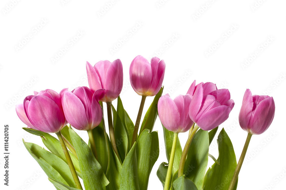 pink tulips