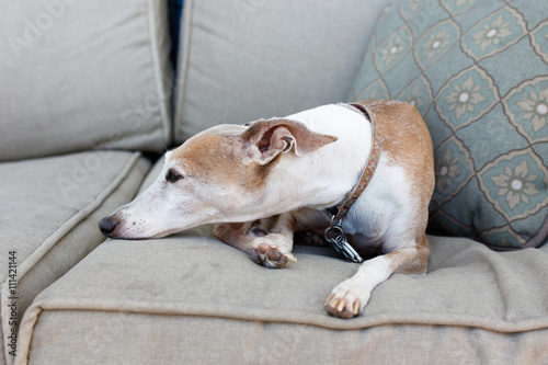 Italian Greyhound