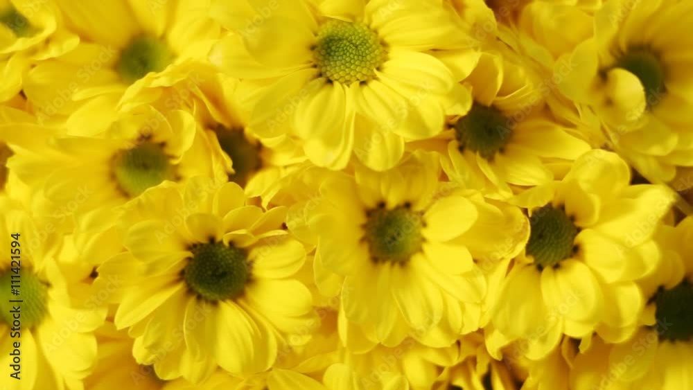 Chamomile flowers bouquets in a store. Chamomile flowers bouquets in a store.