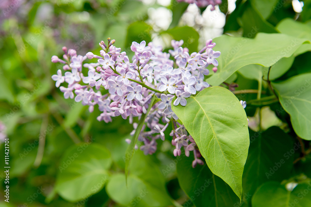 blooming lilacs. Garden blooming lilac in the spring. The scent of lilacs. Gardening, pruning and caring for shrubs lilac. blooming lilacs. Garden blooming lilac in the spring. The scent of lilacs. Gardening, pruning and caring for shrubs lilac.