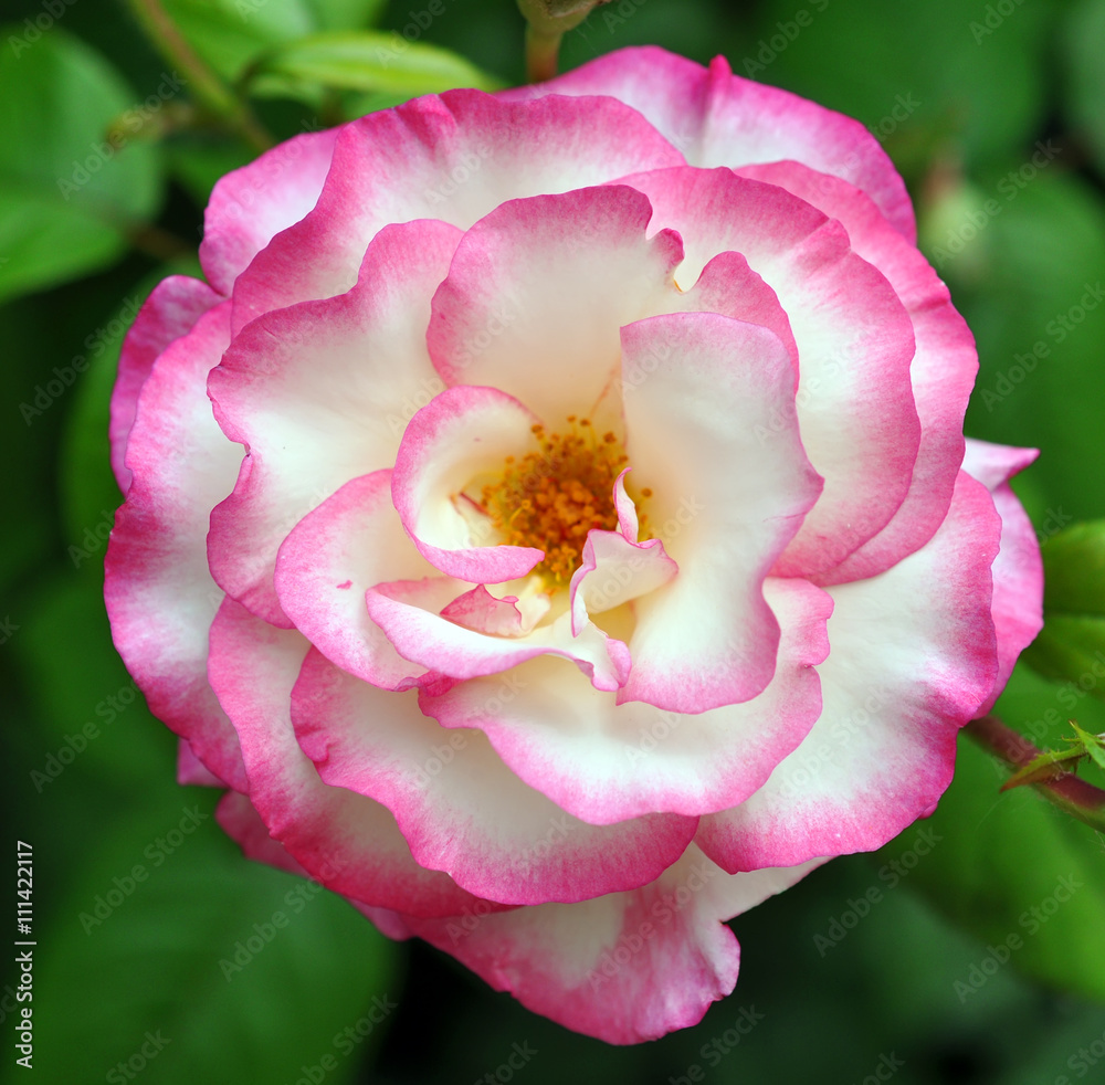 beautiful pink rose outdoor