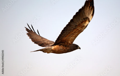 Swainson's Hawk in flight