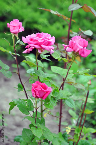 beautiful pink roses outdoor