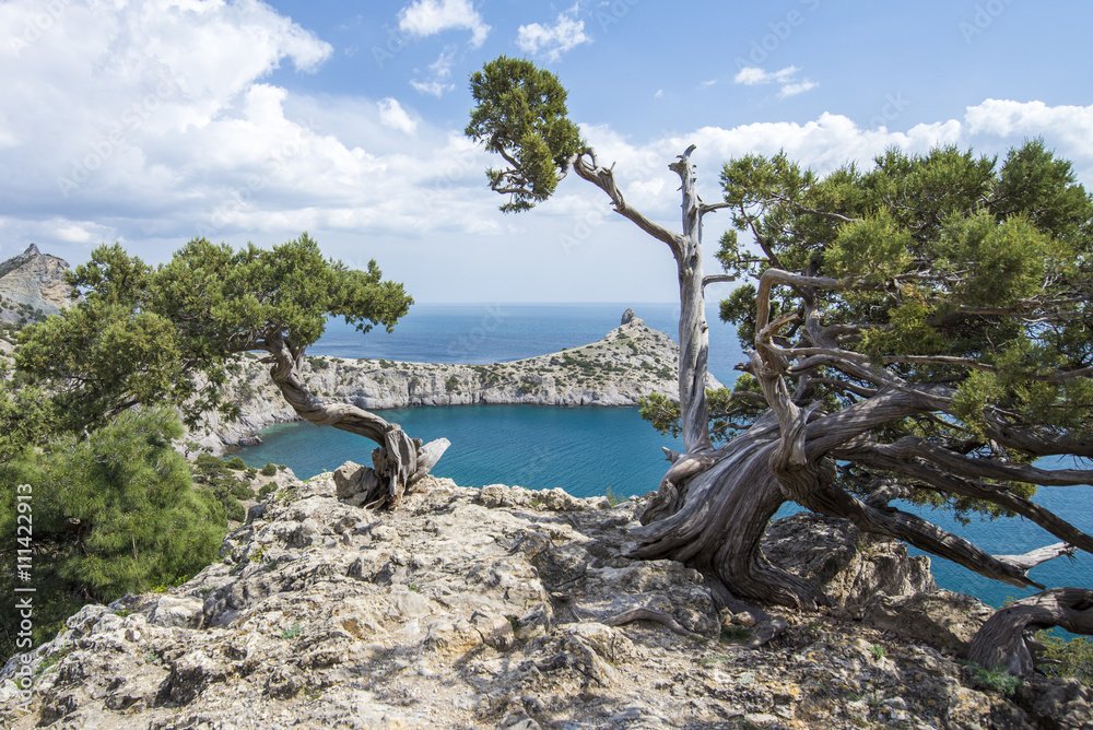 Fototapeta premium rocky mountain landscape. Thickets of juniper and pine trees