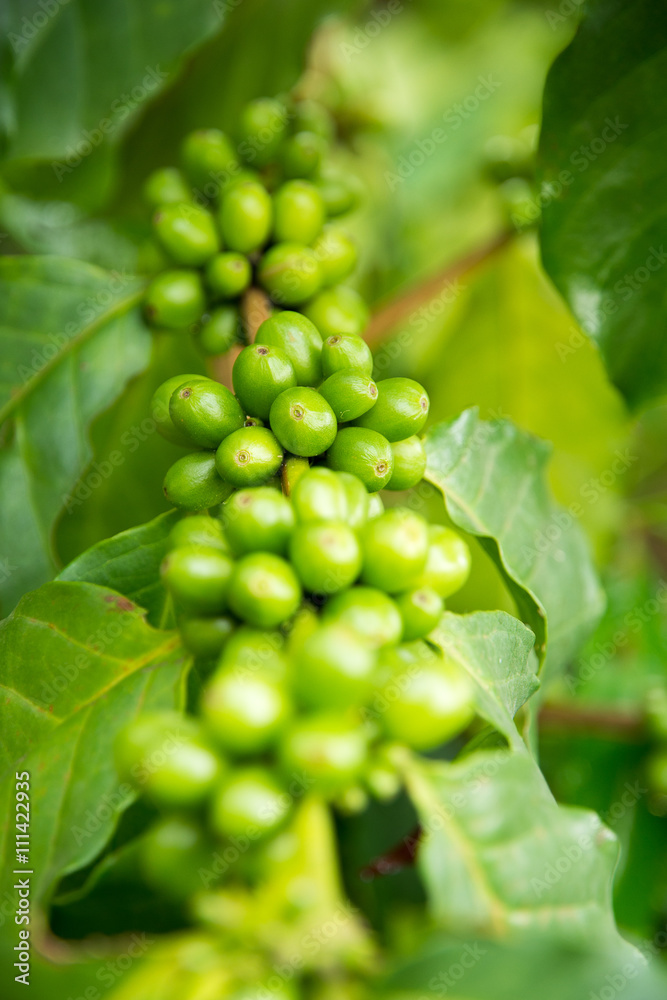 green  coffee