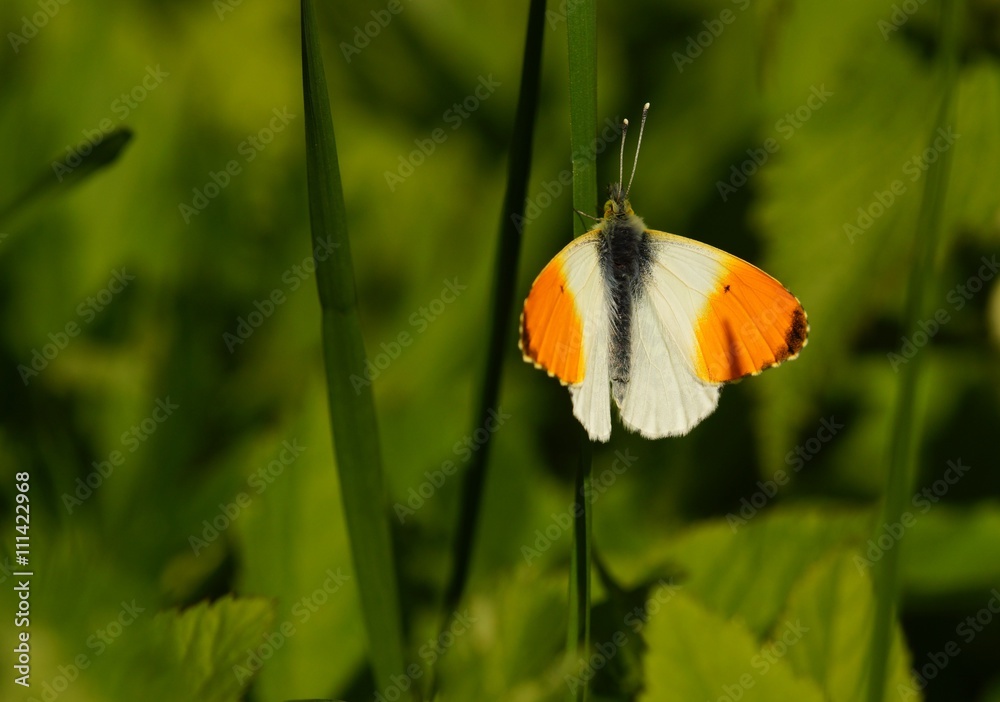 Beautiful butterfly - orange tip in a meadow