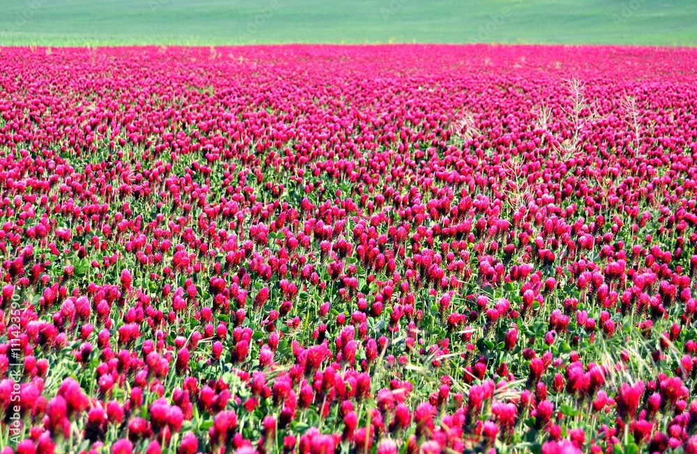 blossoming red plants in field