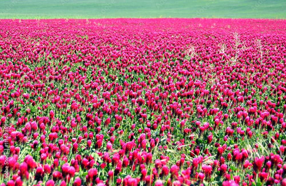 blossoming red plants in field blossoming red plants in field