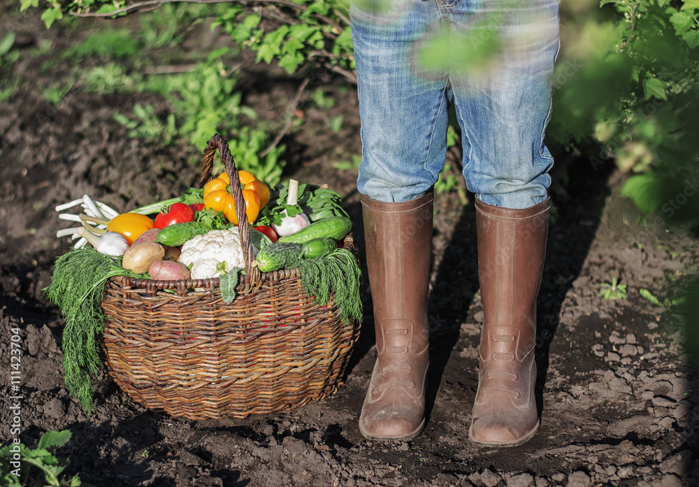 fresh organic vegetables into the old basket and feet in rubber fresh organic vegetables into the old basket and feet in rubber