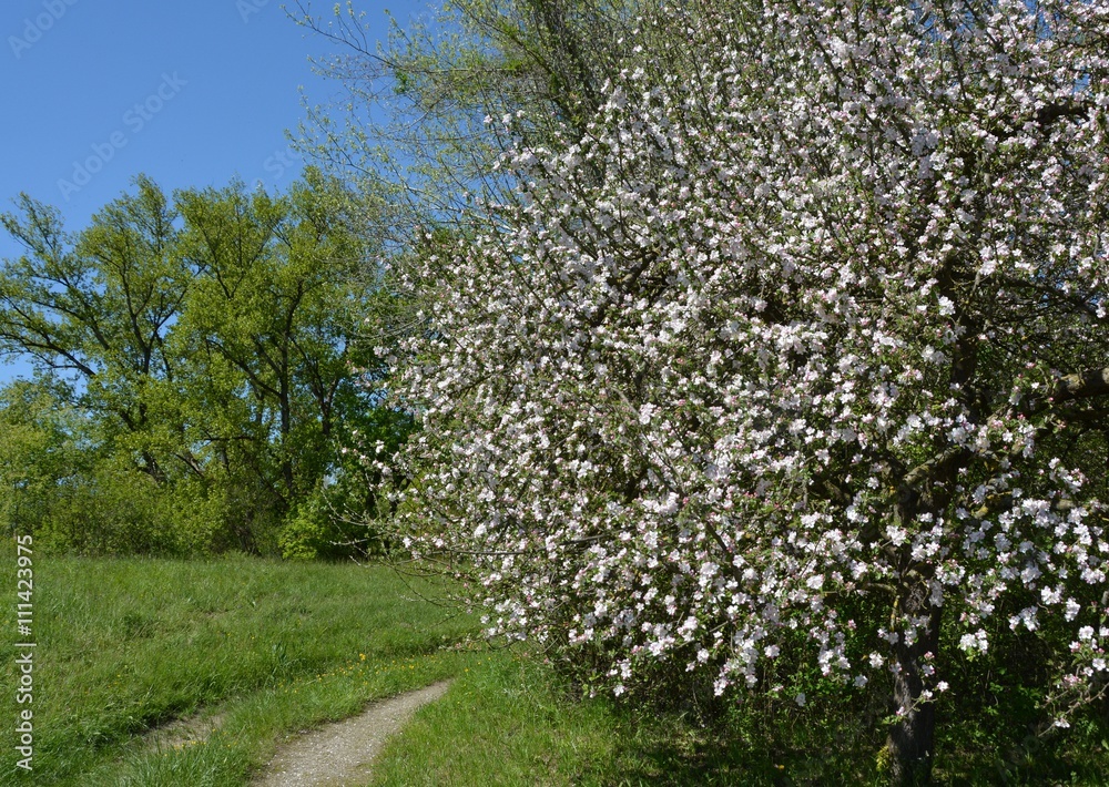 bluehender Busch am Wegrand im Fruehling in der Ortenau, Baden Deutschland bluehender Busch am Wegrand im Fruehling in der Ortenau, Baden Deutschland