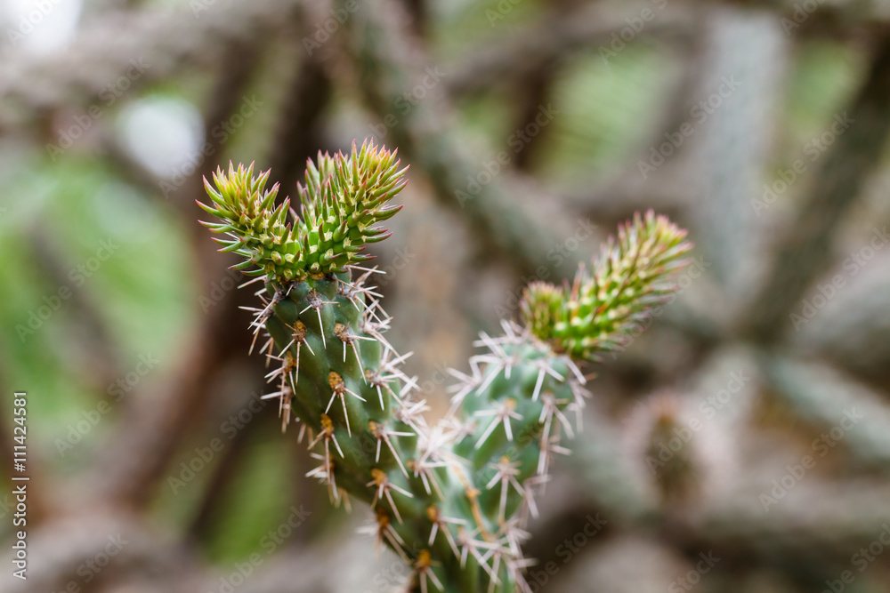 Desert cactus plant