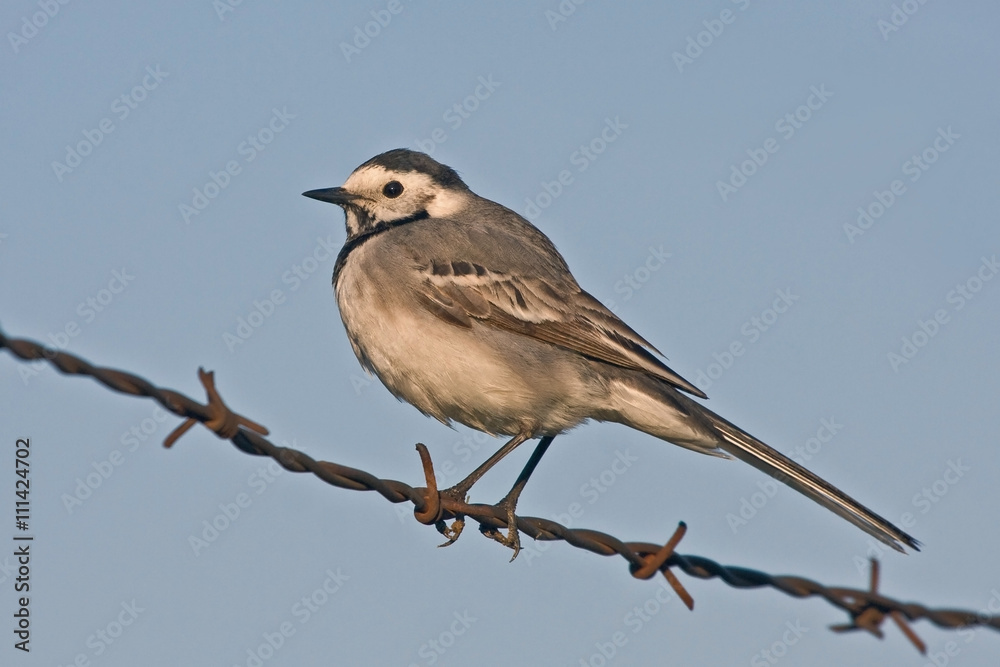 White wagtail (Motacilla alba) sitting on the barbed wire