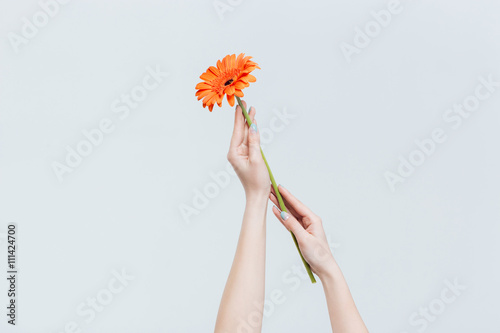 Tableau sur toile Female hands holding red gerber