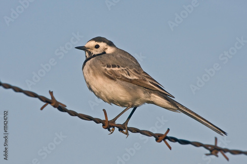 White wagtail (Motacilla alba) sitting on the barbed wire