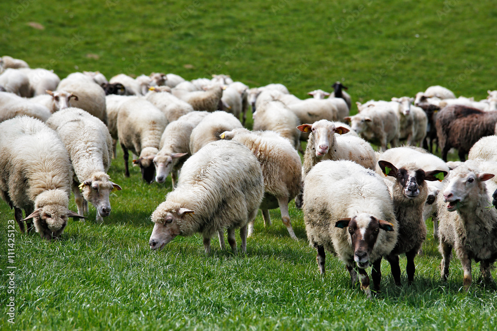 Sheep herd in a green meadow. Spring fields and meadows Sheep herd in a green meadow. Spring fields and meadows