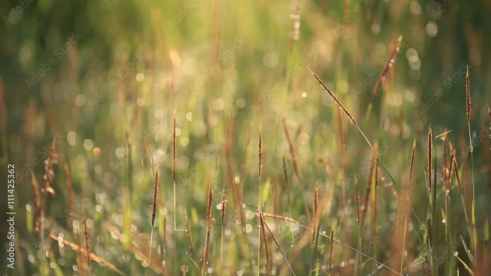 Blur and bokeh of meadow Blur and bokeh of meadow