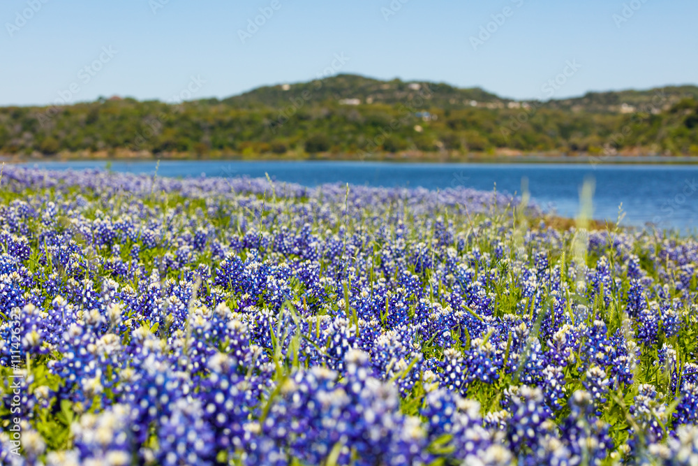 Bluebonnets Bluebonnets