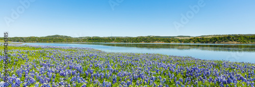 Tableau sur toile Bluebonnets