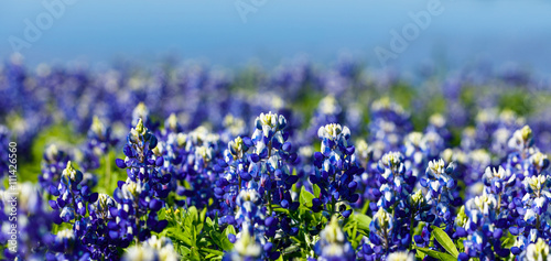 Bluebonnets