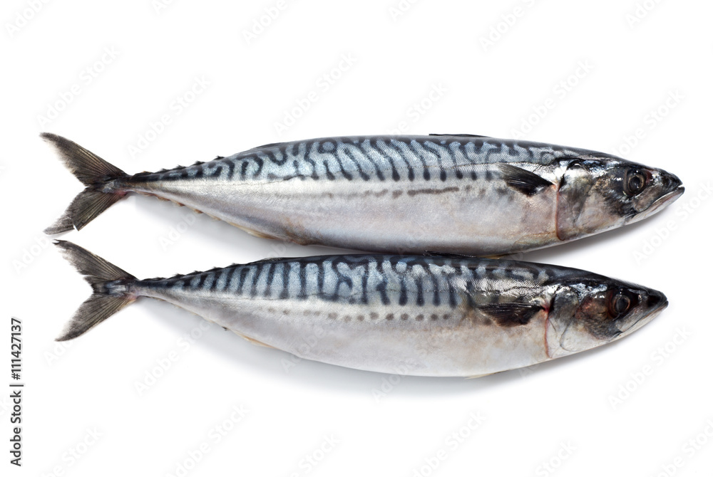 Pair of a mackerel, isolated on a white. Pair of a mackerel, isolated on a white.