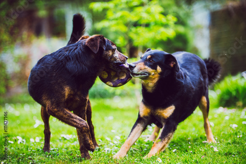 Photography dogs playing and fighting