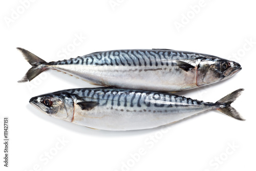 Pair of a mackerel, isolated on a white.